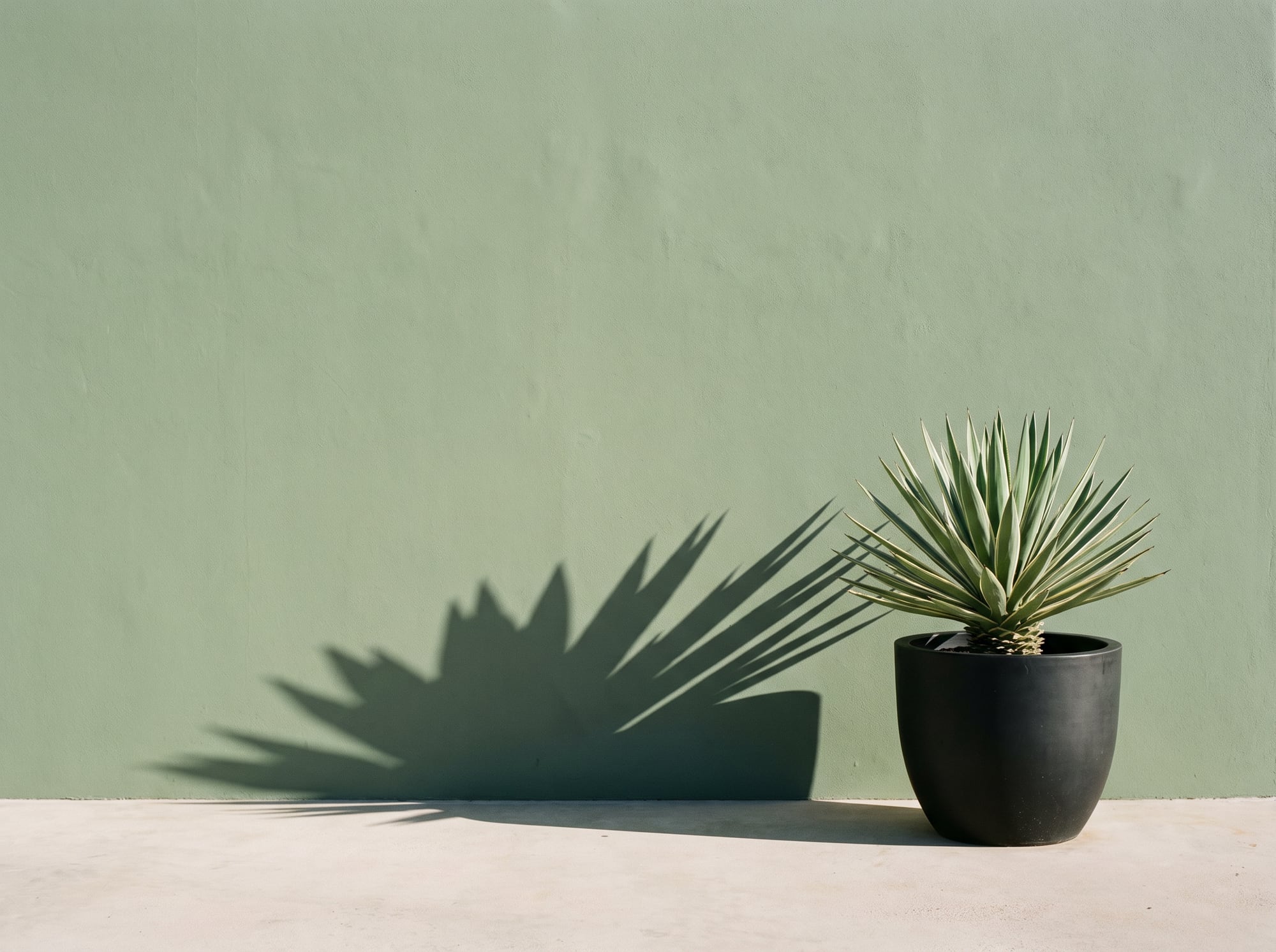 A sculptural plant in a black pot against a sage green wall